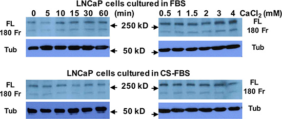 Androgen deprivation does not affect Cao2+-induced filamin A cleavage in LNCaP cells.