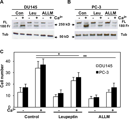 Effect of either leupeptin or ALLM on Cao2+-induced filamin A cleavage and cell migration.