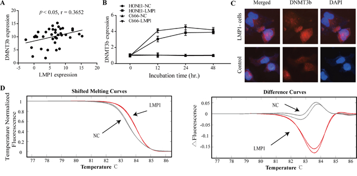 Activation of DNMT3b by EBV LMP1 induces the higher CpG island methylation intensity.