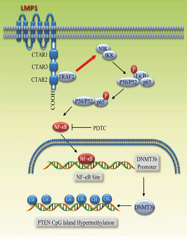 The model for LMP1-mediated DNMT3b activation via NF-&#x03BA;B signaling.