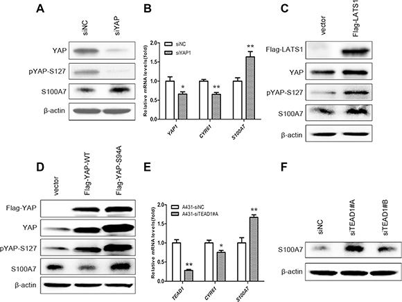 S100A7 induction is regulated by activation of the Hippo pathway in A431 cells, and TEAD1 mediates YAP-dependent S100A7 expression.