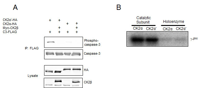 CK2&#946; inhibits caspase-3 phosphorylation.