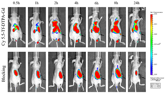 The near infrared fluorescence imaging in the H1299 cell xenografted lung cancer model.