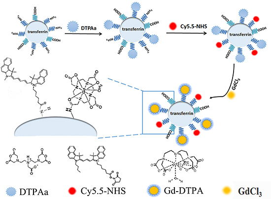 Scheme 1: Schematic presentation of the procedure for fabrication of Cy5.5-Tf-DTPA-Gd probe.