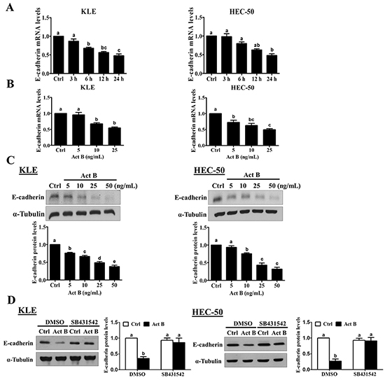 Activin B down-regulates E-cadherin expression in human endometrial cancer cells.