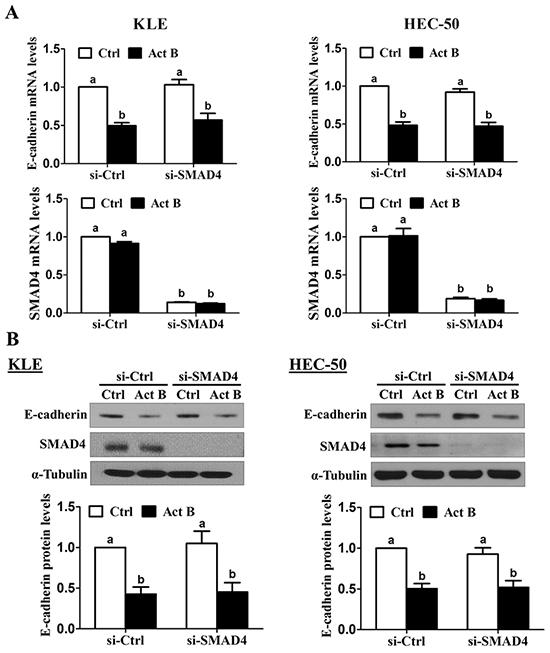 SMAD4 is not required for the down-regulation of E-cadherin by activin B.
