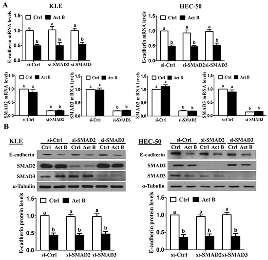 SMAD2 and SMAD3 are not required for activin B-induced down-regulation of E-cadherin.