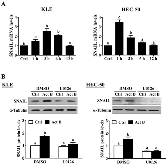 Activin B up-regulates SNAIL via MEK-ERK1/2 signaling.