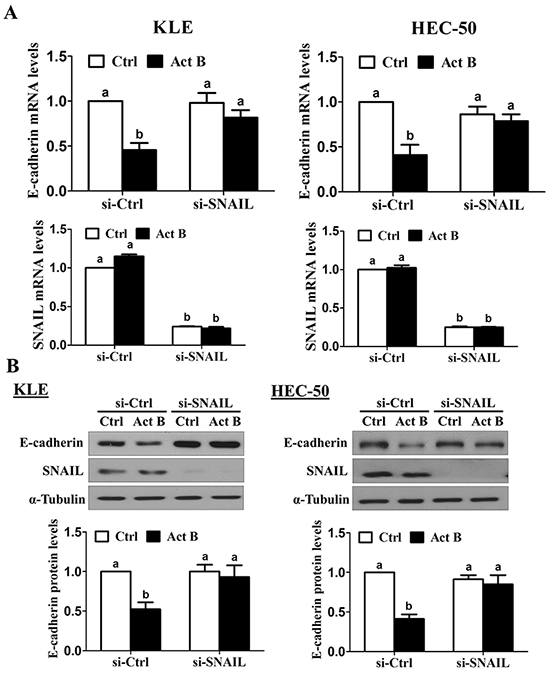 SNAIL is required for the down-regulation of E-cadherin by activin B.