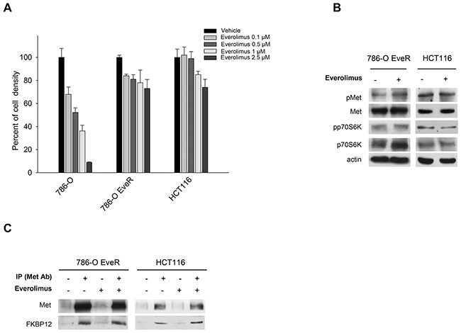 Everolimus does not inhibit Met phosphorylation in human everolimus resistant cancer cell lines.