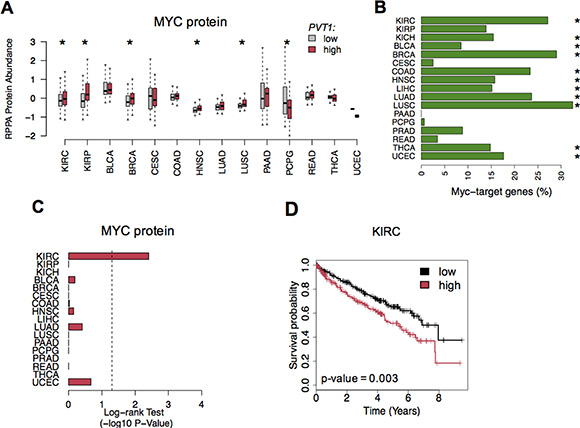 MYC protein levels in cancer.