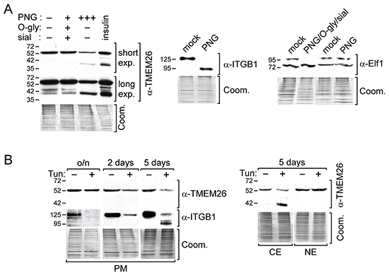 p44TMEM26 and p53TMEM26 are N-glycosylated TMEM26 proteins