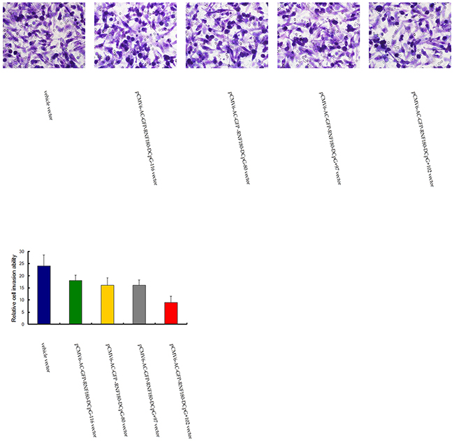 Transwell tumor cell invasive assay for MGC-803 cells transfected with various vectors.