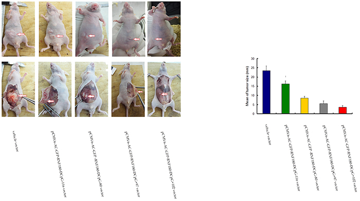 Tumor size measuring for MGC-803 cells transfected with various vectors.