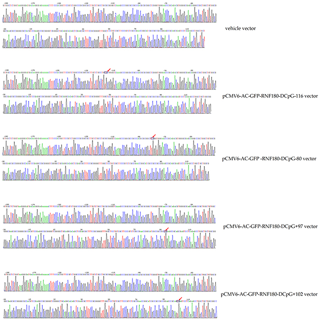 Bisulphite sequencing figures for MGC-803 cells transfected with various vectors.