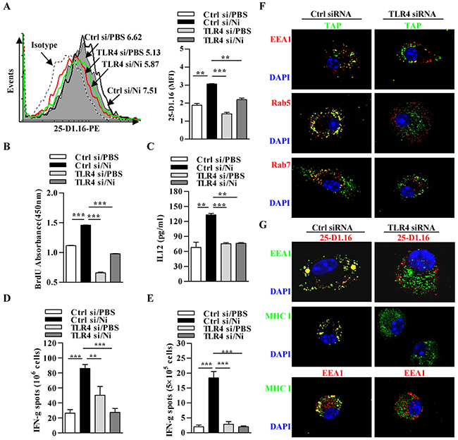 Nicotine-increased cross-presentation requires the endosomal recruitment of TAP via TLR4 signaling.