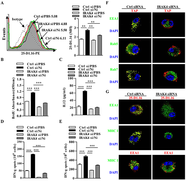 Nicotine-increased cross-presentation requires the endosomal recruitment of TAP via IRAK4 signaling.