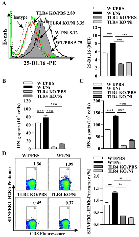 TLR4 signaling-promoted endosomal recruitment of TAP facilitates nicotine-increased cross-presentation.