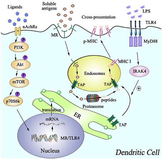 Model of mannose receptor and TLR4 signaling in nicotine-increased cross-presentation.