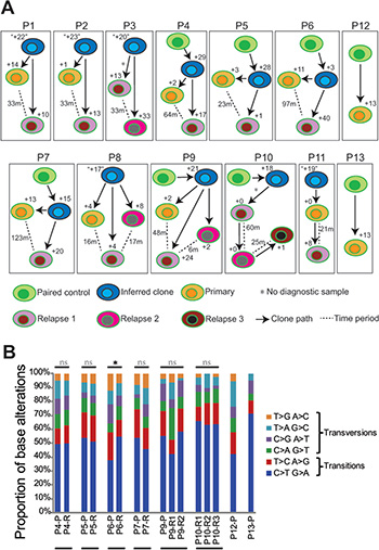 Clonal evolution of MCL based on mutational analyses.