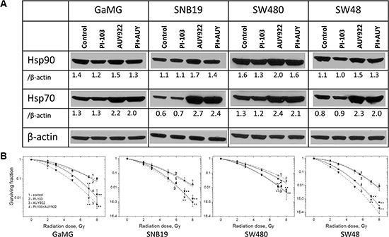 Long-term (24 h) pretreatment with both inhibitors moderately diminishes the up-regulation of Hsp70 without increasing the radiosensitizing ability of NVP-AUY922.