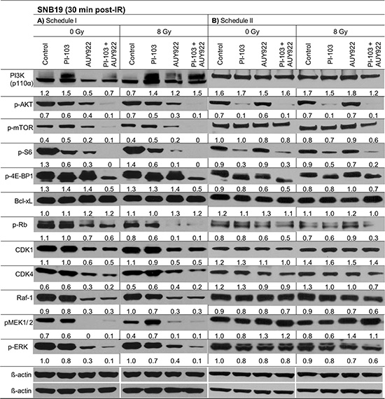 Representative Western blots of several marker proteins in SNB19 cells subjected to either 24-h (LHS) or 3-h (RHS) pretreatment with the inhibitors before IR.