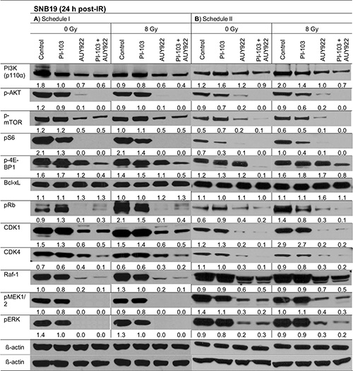Representative Western blots of several marker proteins in SNB19 cells subjected to either 24-h (LHS) or 3-h (RHS) pretreatment with the drugs before IR.
