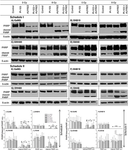 Representative Western blots (A-H) of PARP and cleaved PARP proteins in 4 tumor cell lines subjected to 24-h (Schedule I) or 3-h (Schedule II) pre-treatment with the drugs before IR.