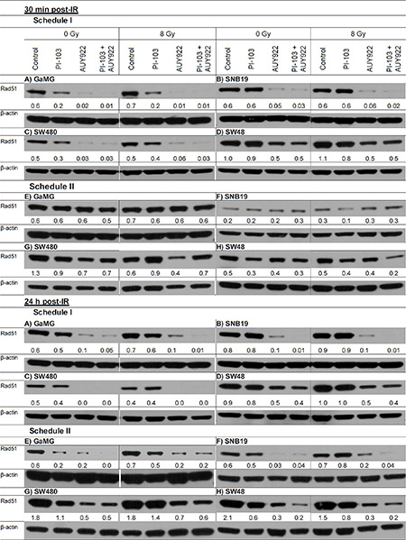 Representative Western blot of the DNA repair protein Rad51 in 4 tumor cell lines subjected to 24-h (Schedule I) or 3-h (Schedule II) pretreatment with the drugs before IR.