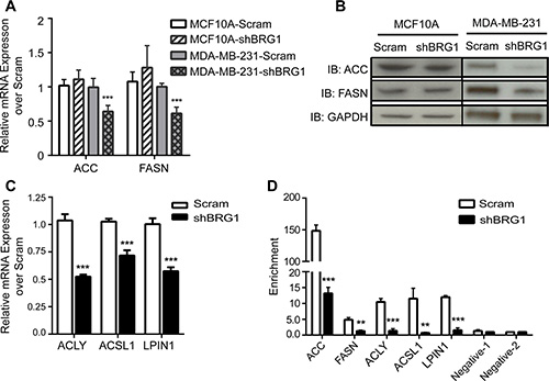 BRG1 was required for the expression of genes involved in fatty acid and lipid synthesis.