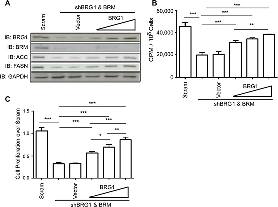 Restoration of BRG1 expression in cells depleted for BRG1 partially rescued the decrease in de novo lipid synthesis and cell proliferation.