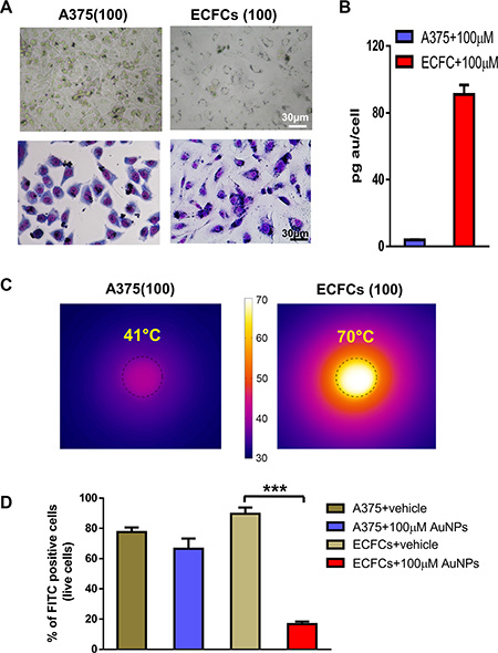 ECFC vs. A375: Au enrichment and photothermal properties.