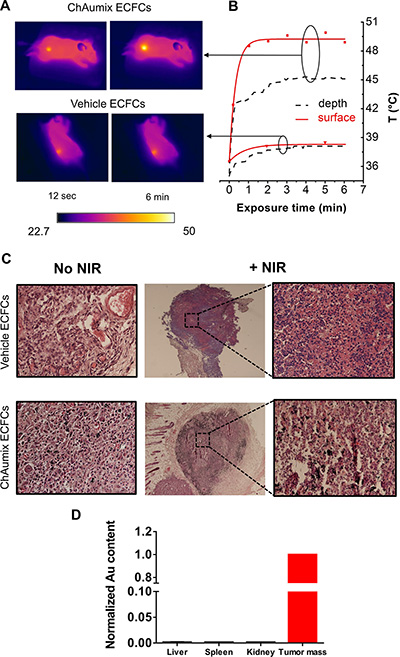 Photothermal ablation of human melanoma xenograft with Au-rich ECFCs.