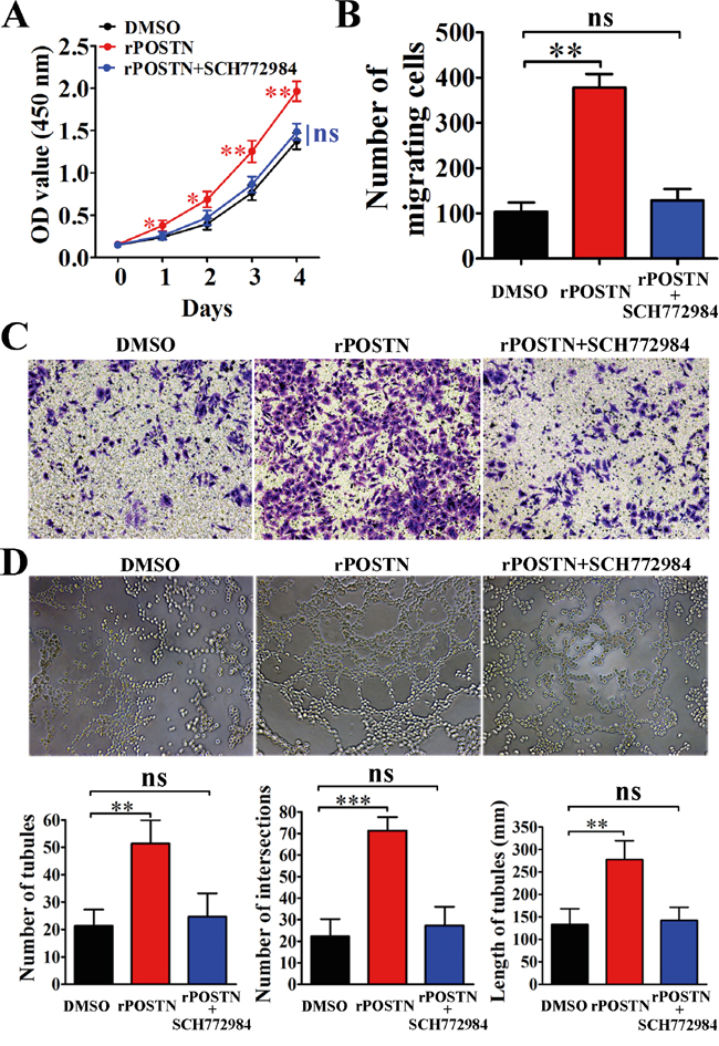 The effects of Erk inhibitor on pancreatic cancer cells.