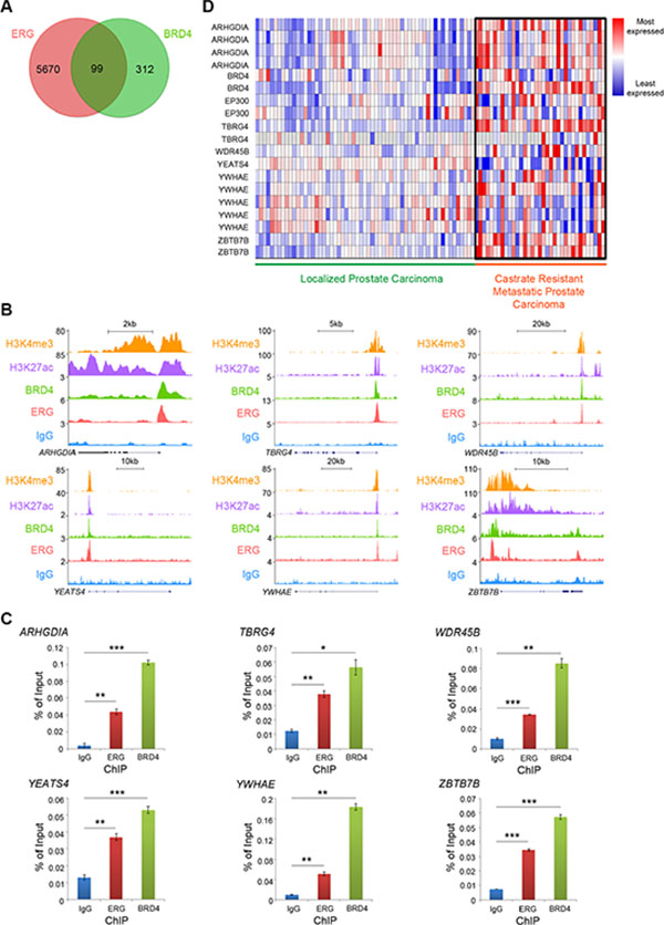 Endogenous ERG and BRD4 occupy the same subset of chromatin loci in VCaP PCa cells.