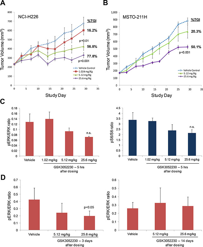 GSK3052230 inhibits tumor growth and MAPK signaling in mesothelioma xenograft models.