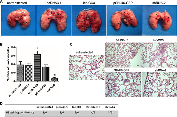Lnc-CC3 enhanced the lung colonization capacity of SiHa cells.