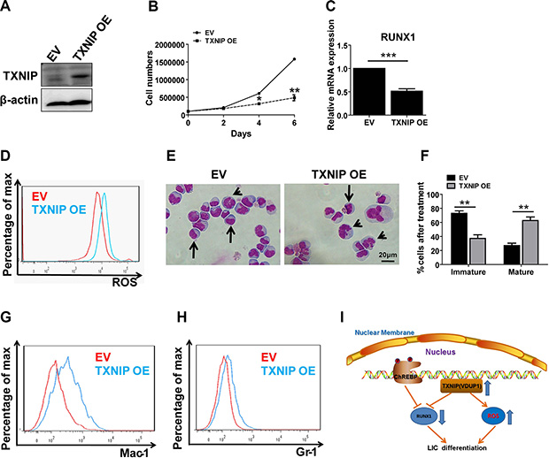 TXNIP promotes differentiation in a mouse leukemia cell line and suppresses its proliferation.