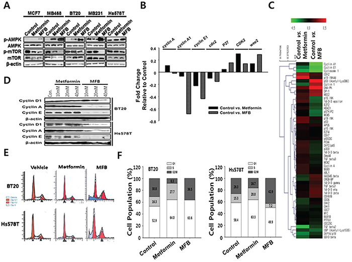 MFB treatment of various breast cancer cells causes aberrant S phase progression and/or apoptosis.