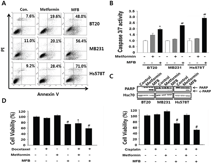 MFB induces the apoptosis in breast cancer cells.