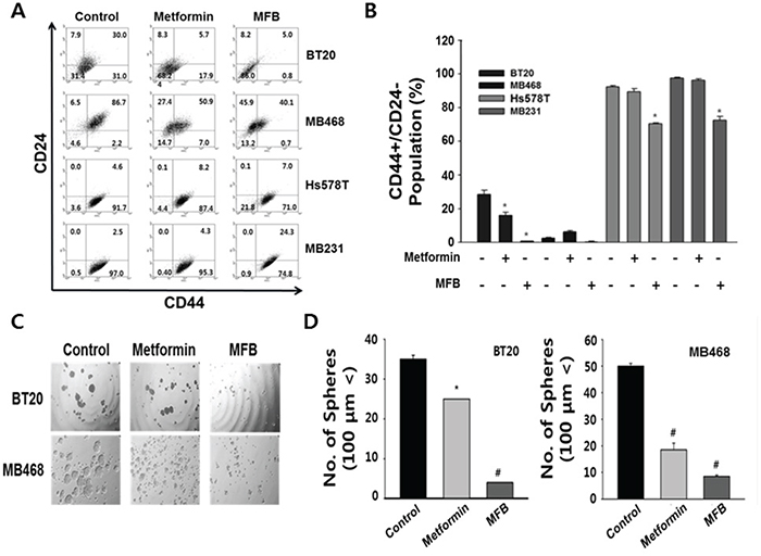MFB significantly decreases the CD44&#x002B;CD24-/low population and mammosphere formation in breast cancer cells.