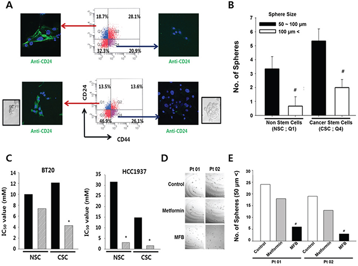 Compared to metformin, MFB more potently targets CD44&#x002B;CD24-/low breast cells (putative CSCs) in heterogeneous breast cancer cell populations.