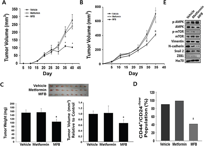 Compared to metformin, MFB shows more potent anti-tumor effects in vivo.