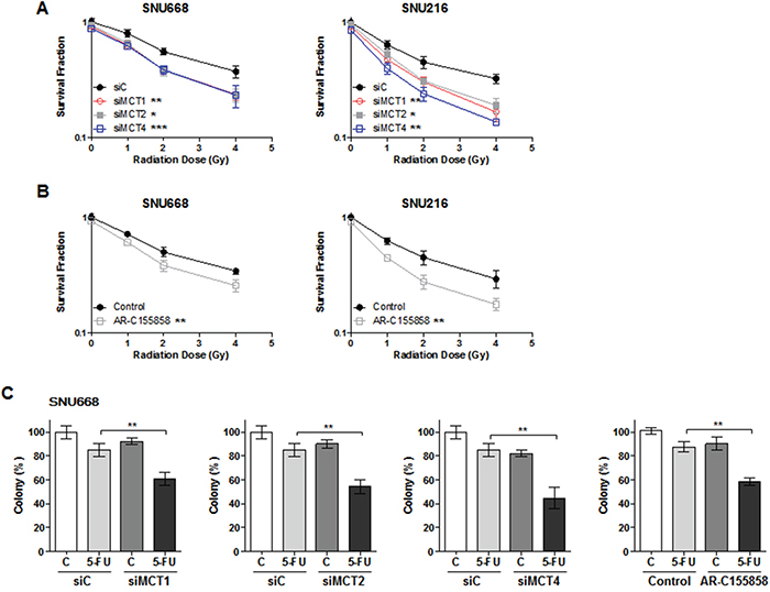 Synergism effect of MCT inhibition with anti-cancer therapy.