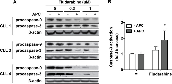 Aphidicolin enhances fludarabine-induced apoptosis.