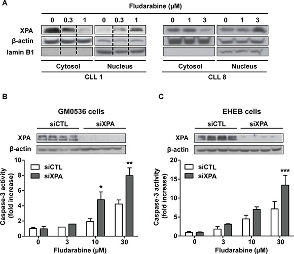 Involvement of XPA in cell sensitivity to fludarabine.