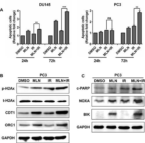 MLN4924 enhanced IR-induced apoptosis and DNA damage.