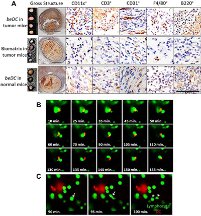 Lymphocyte interaction inside the DC harboring scaffolds.