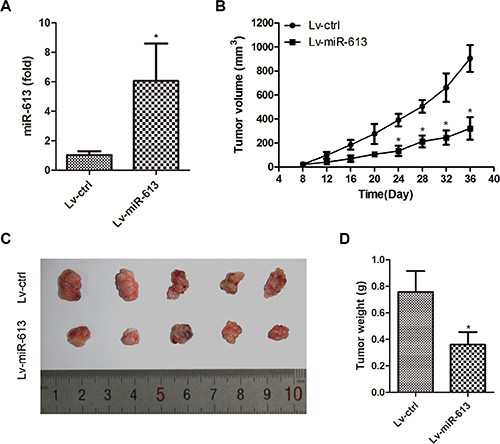 miR-613 inhibits PTC cell growth in vivo.