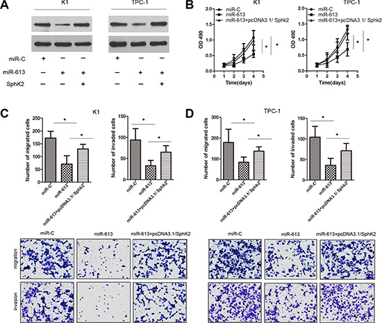 Ectopic expression of SphK2 restores the effects of miR-613 on cell proliferation, migration and invasion in PTC cells.